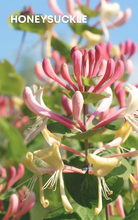 Rose Quartz Roll-On Perfume Oil