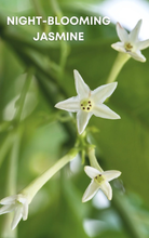Rose Quartz Roll-On Perfume Oil