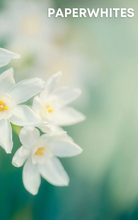 Moonstone Roll-On Perfume Oil