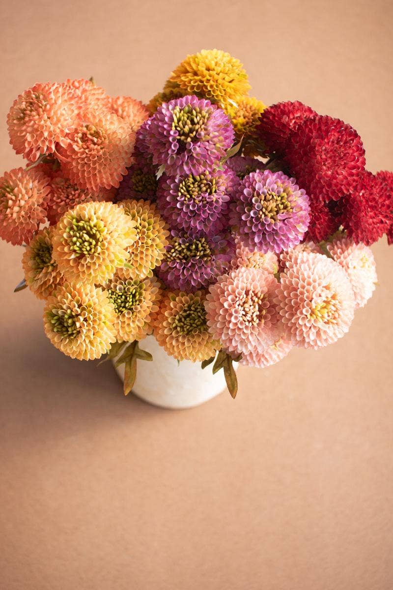 Red Dahlia Bundle