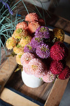 Red Dahlia Bundle