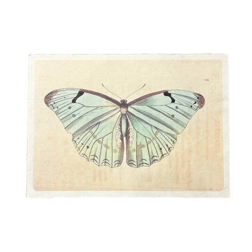 Light Blue Butterfly Print