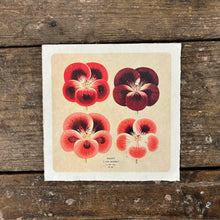 Red Pansies Print