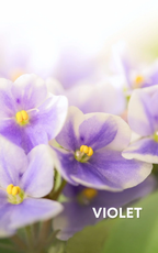 Amethyst Roll-On Perfume Oil