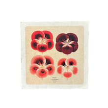 Red Pansies Print