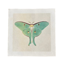 Green Luna Moth Print