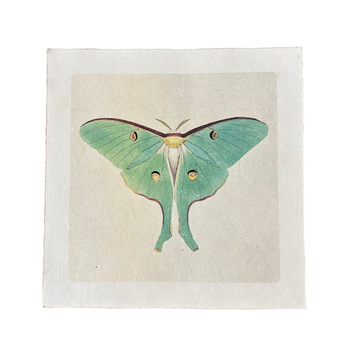 Green Luna Moth Print